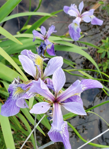 Blue Flag Iris