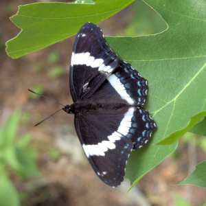 White Admiral