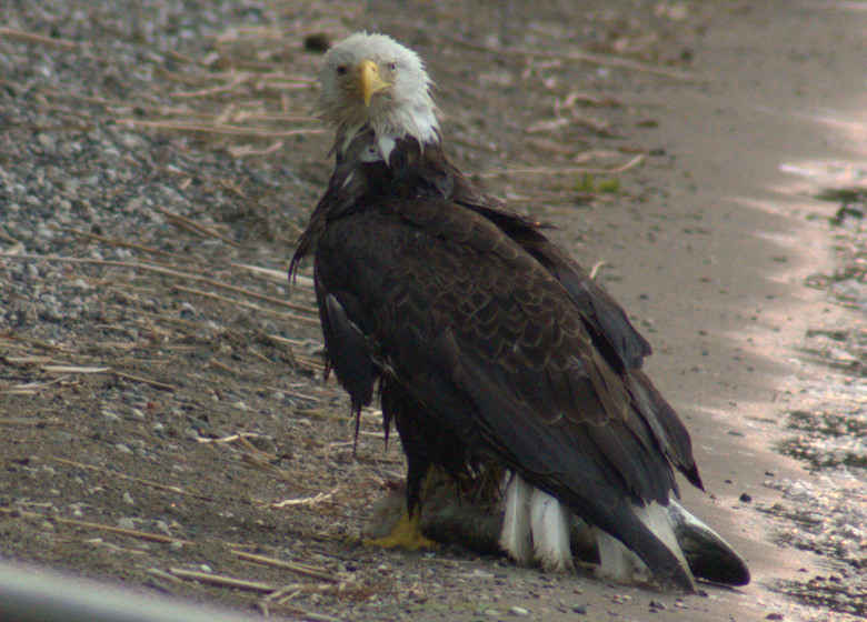 Bald Eagle after swim 