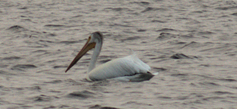 White Pelican 