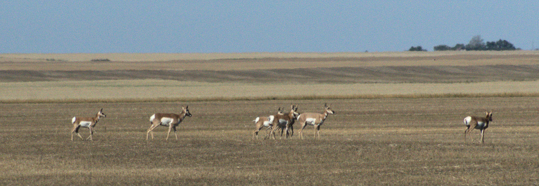 Pronghorns 