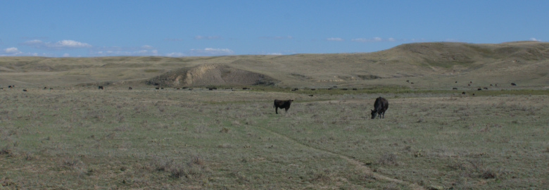 Cows in the park 