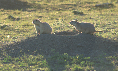 Black-tailed Prairie Dog 