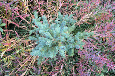 Along Highwood Meadow Trail