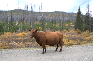 Cattle in the highland 