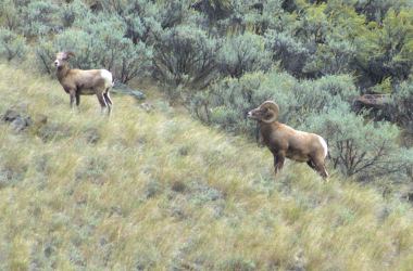 Wild Bighorn Sheep 