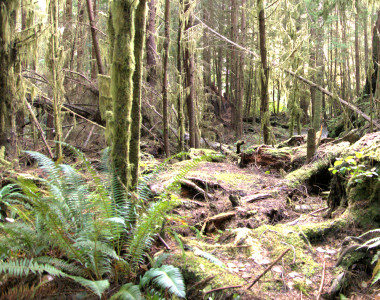 Sombrio Beach Rain Forest