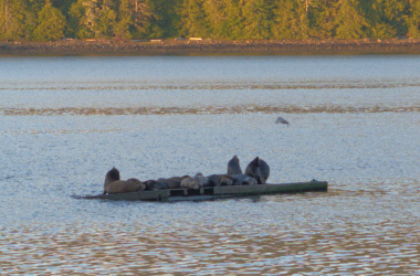 Sealions in Seaplane Harbour 