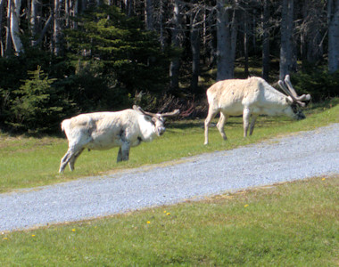 Woodland Caribou 