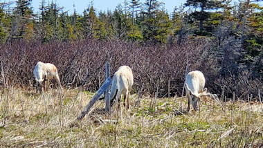 Woodland Caribou