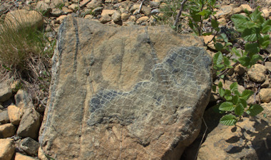 Rock in Gros Morne National Park