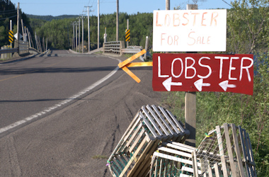 Lobster For Sale