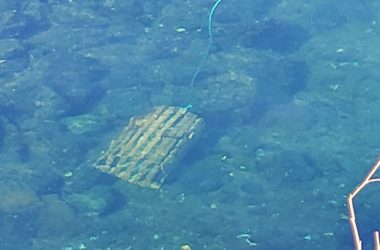 Lobster Trap in the water