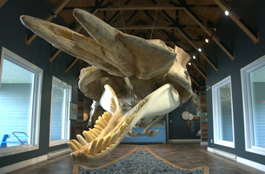 Triton Sperm Whale Exhibit