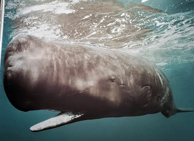Sperm Whale Picture 