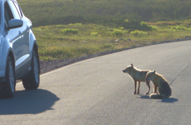 Foxes in Mistaken Point Ecological Reserve