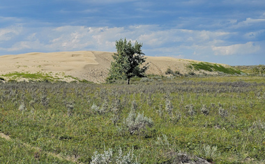 Great Sand Hills of southwestern Saskatchewan 