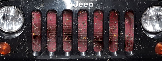 Bug collection on grill